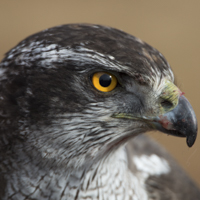 Goshawks - &copy;Dalemews